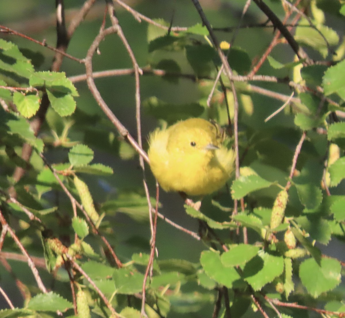 Yellow Warbler - ML639822373