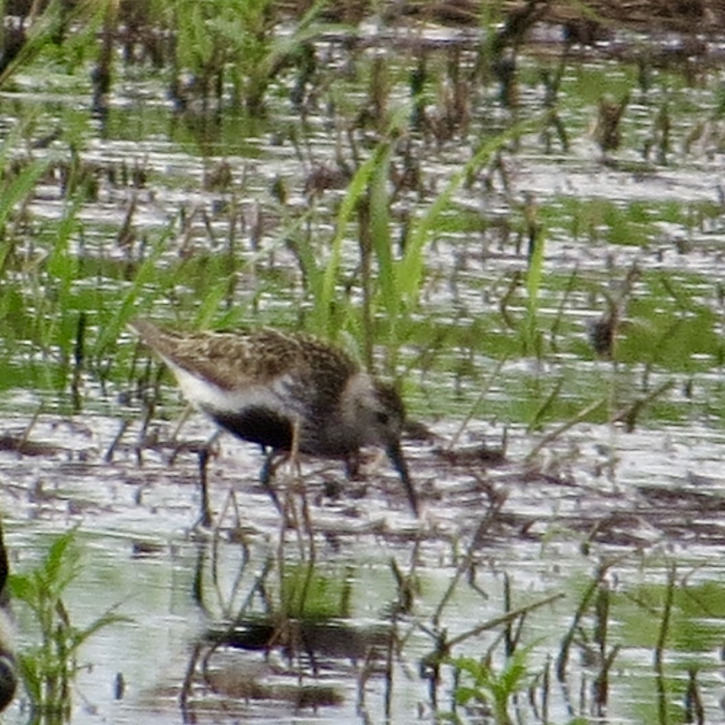 Dunlin - ML639822383