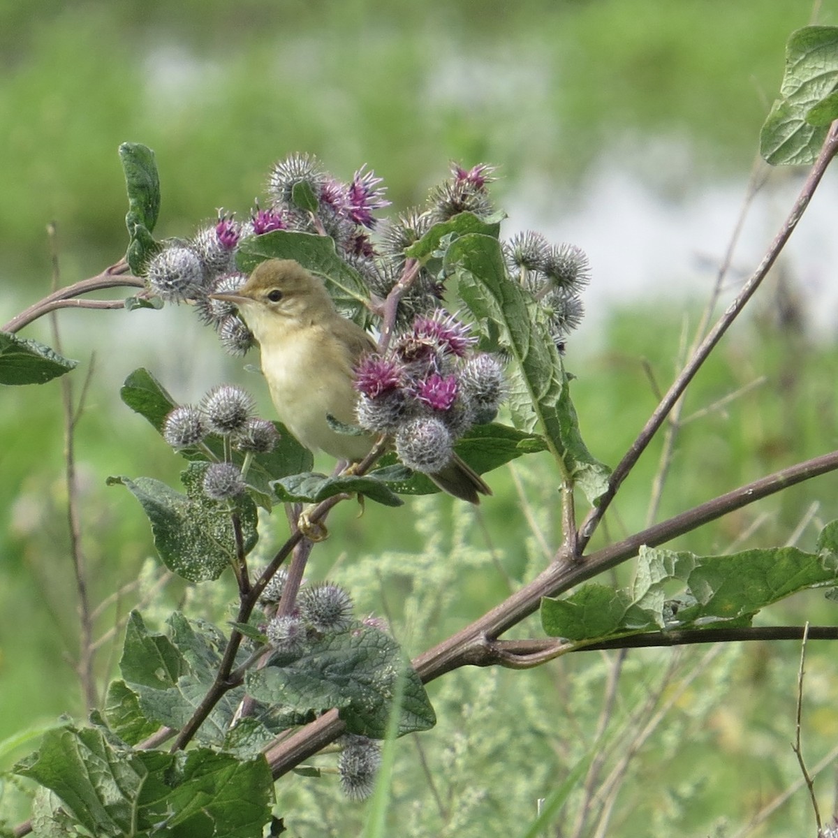 Marsh Warbler - ML639822397