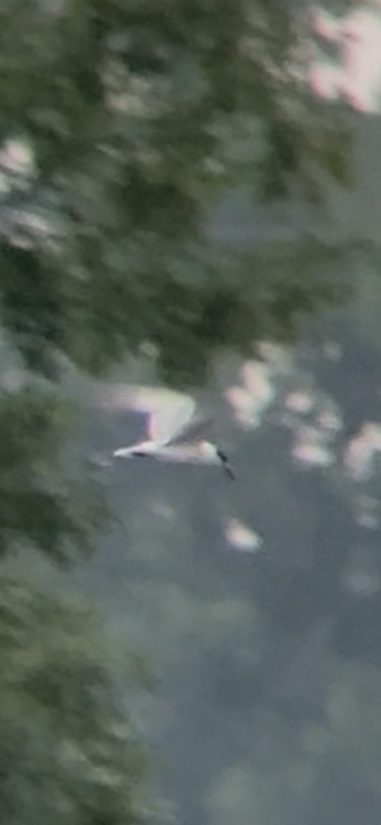 Forster's Tern - ML639822464
