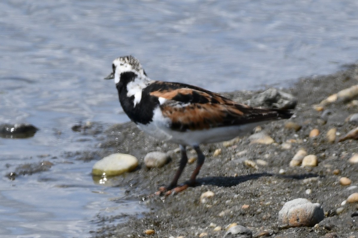 Ruddy Turnstone - ML639822504