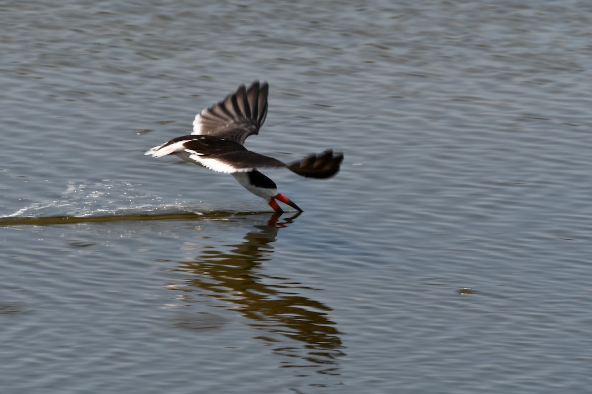 Black Skimmer - ML639822516
