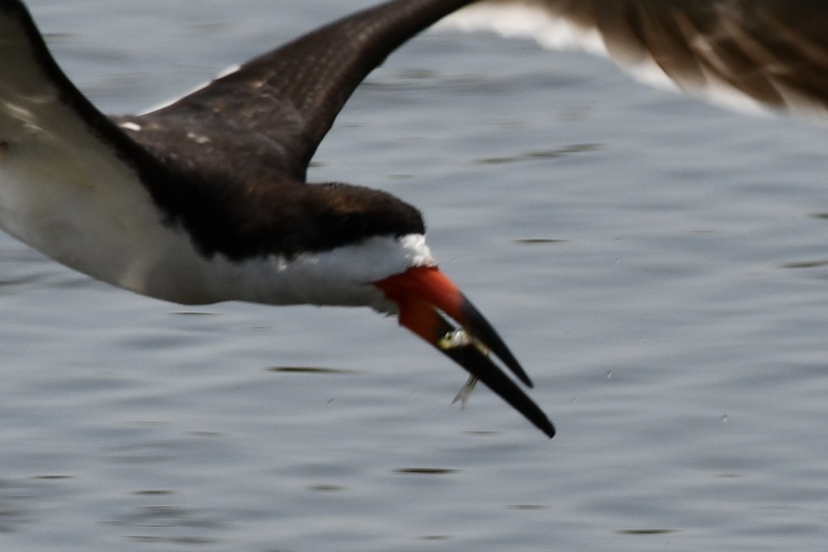 Black Skimmer - ML639822523