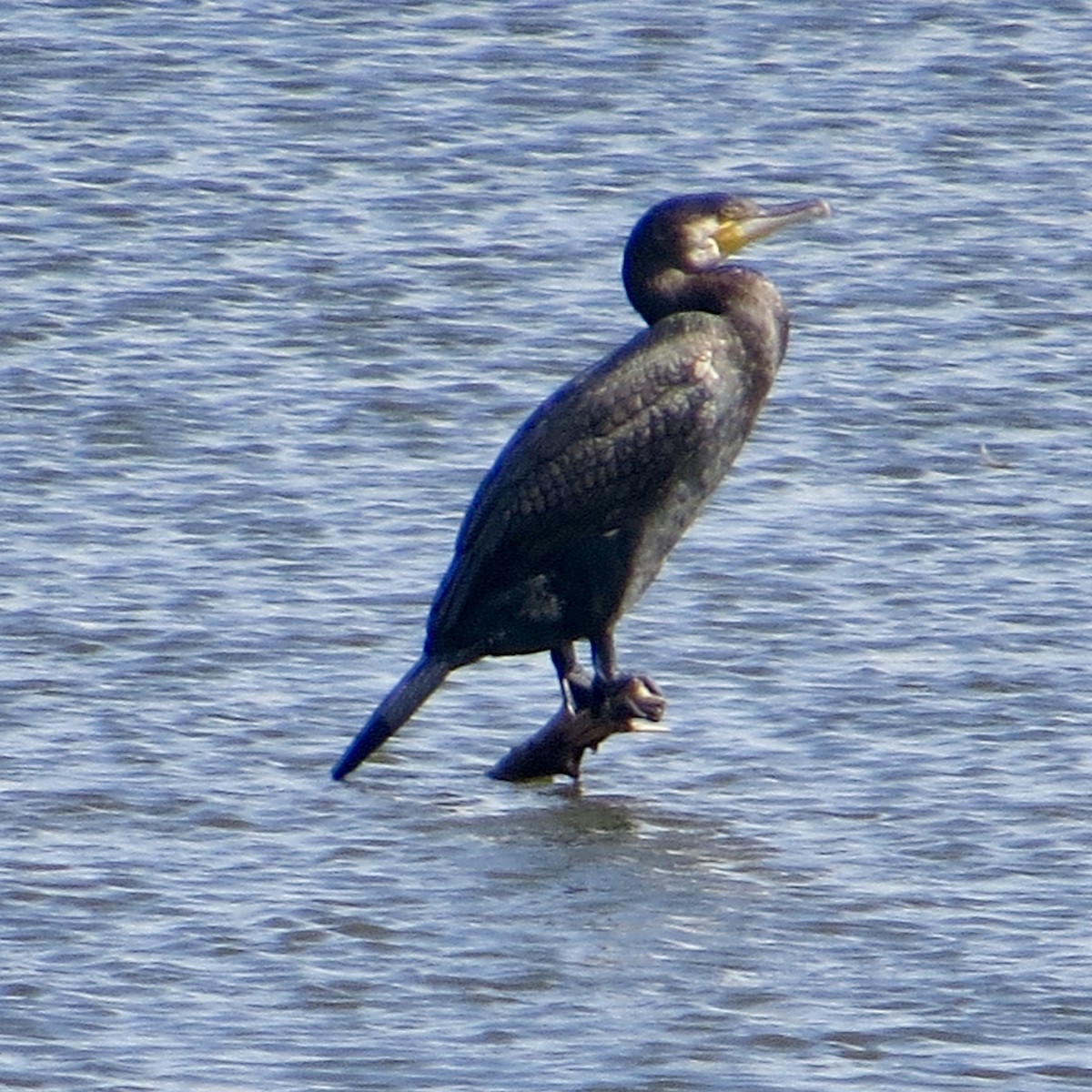 Great Cormorant - ML639822578