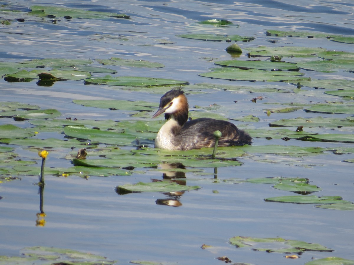 Great Crested Grebe - ML639822587