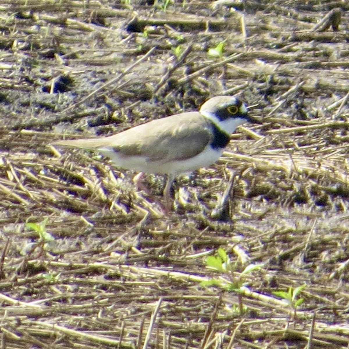 Little Ringed Plover - ML639822671