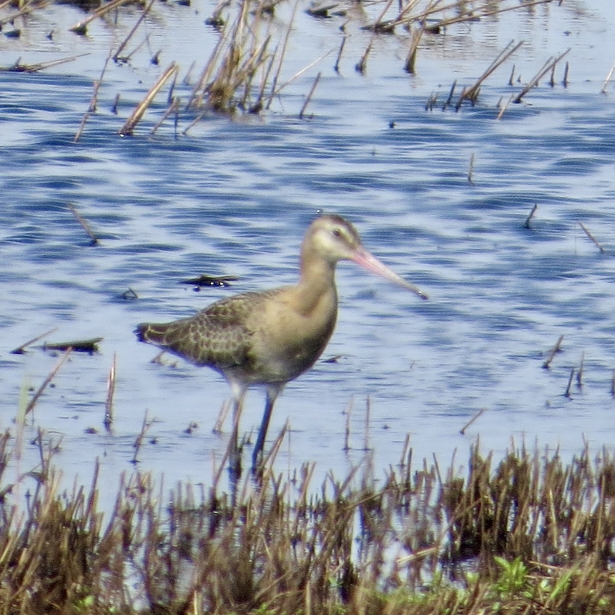 Black-tailed Godwit - ML639822684