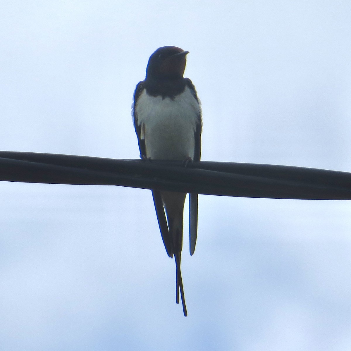 Barn Swallow - ML639822733