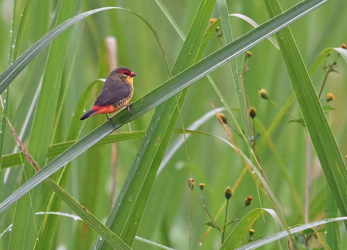 Zebra Waxbill - ML639822760