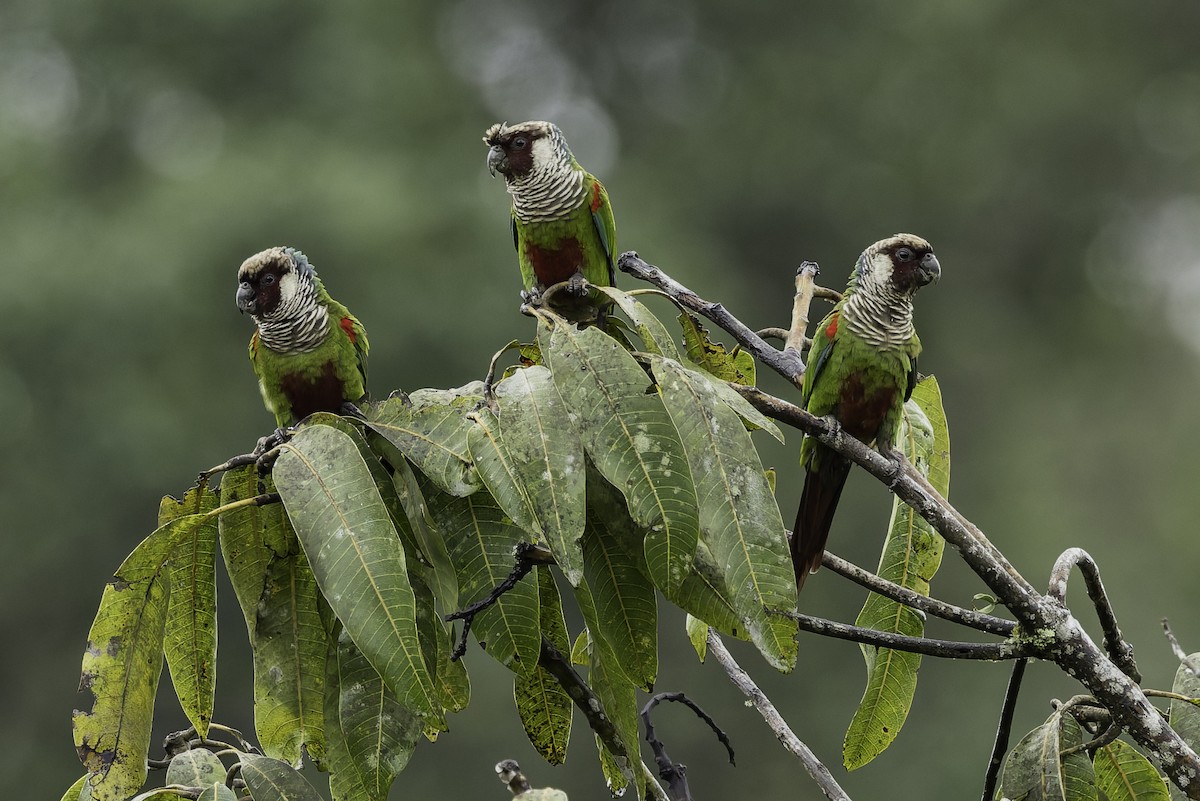 Gray-breasted Parakeet - ML639822775