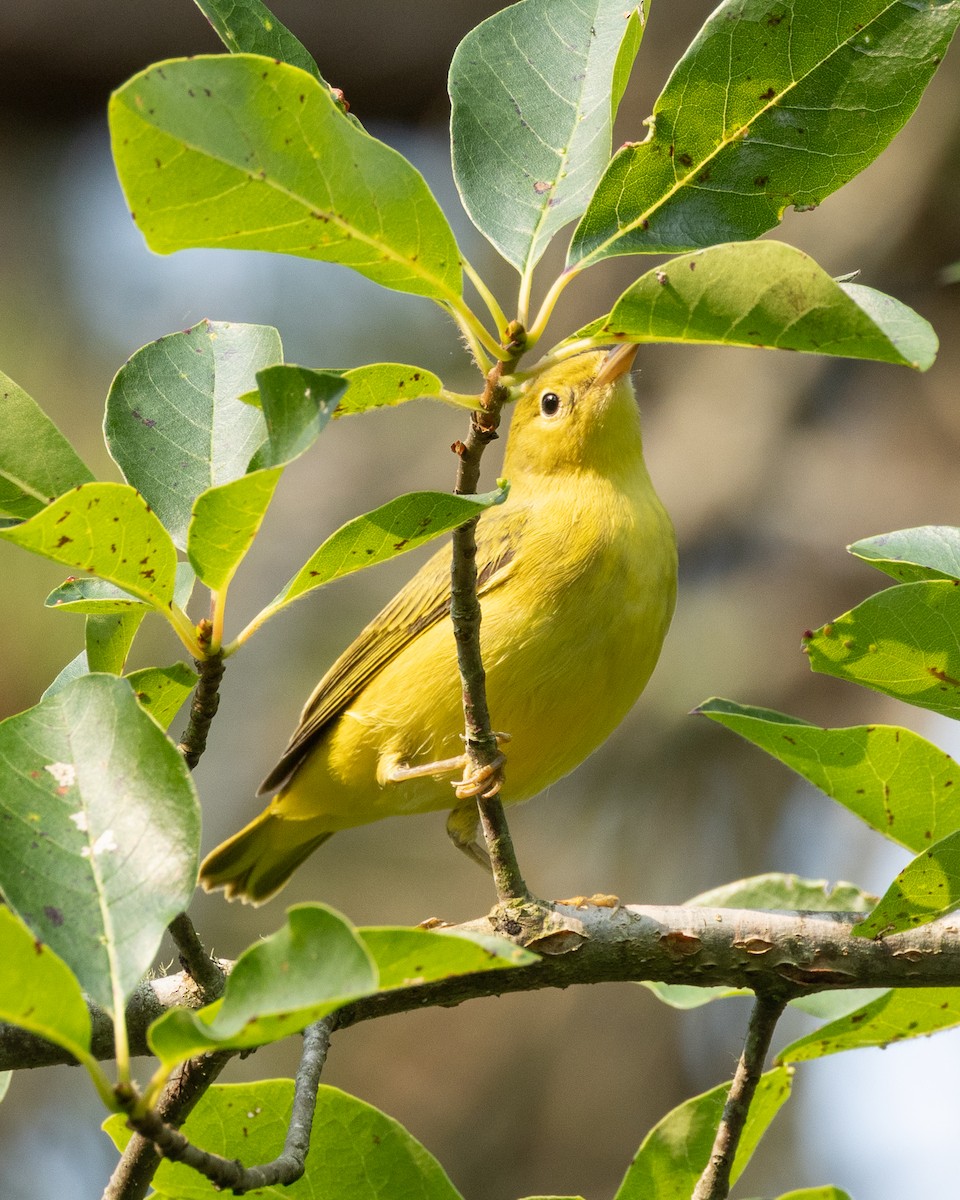 Yellow Warbler - ML639822782