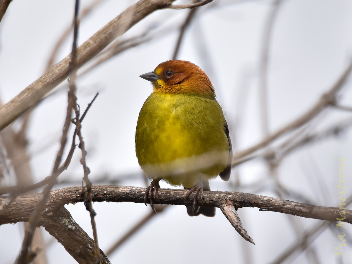 Fulvous-headed Brushfinch - ML639822821