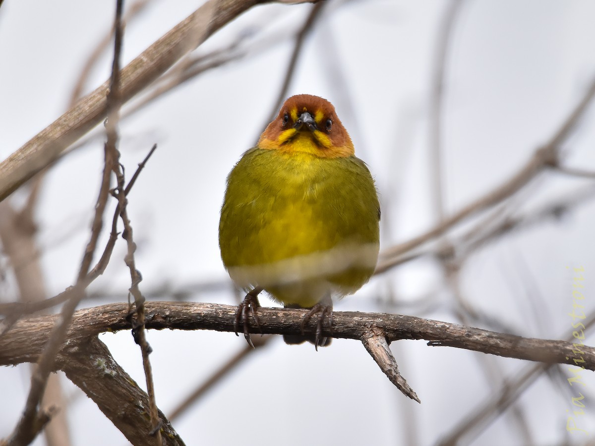 Fulvous-headed Brushfinch - ML639822822