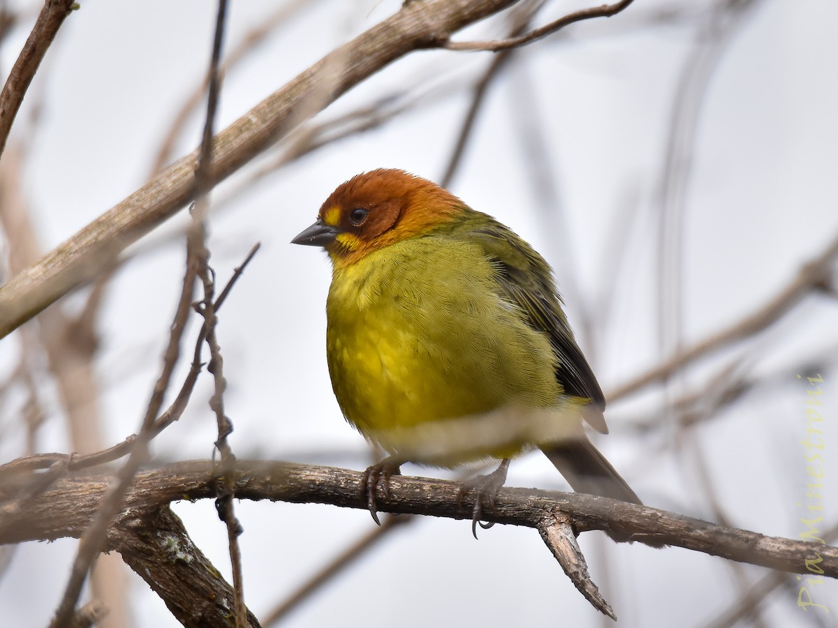 Fulvous-headed Brushfinch - ML639822823