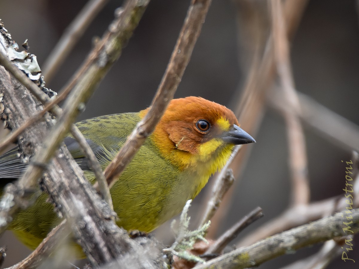 Fulvous-headed Brushfinch - ML639822824