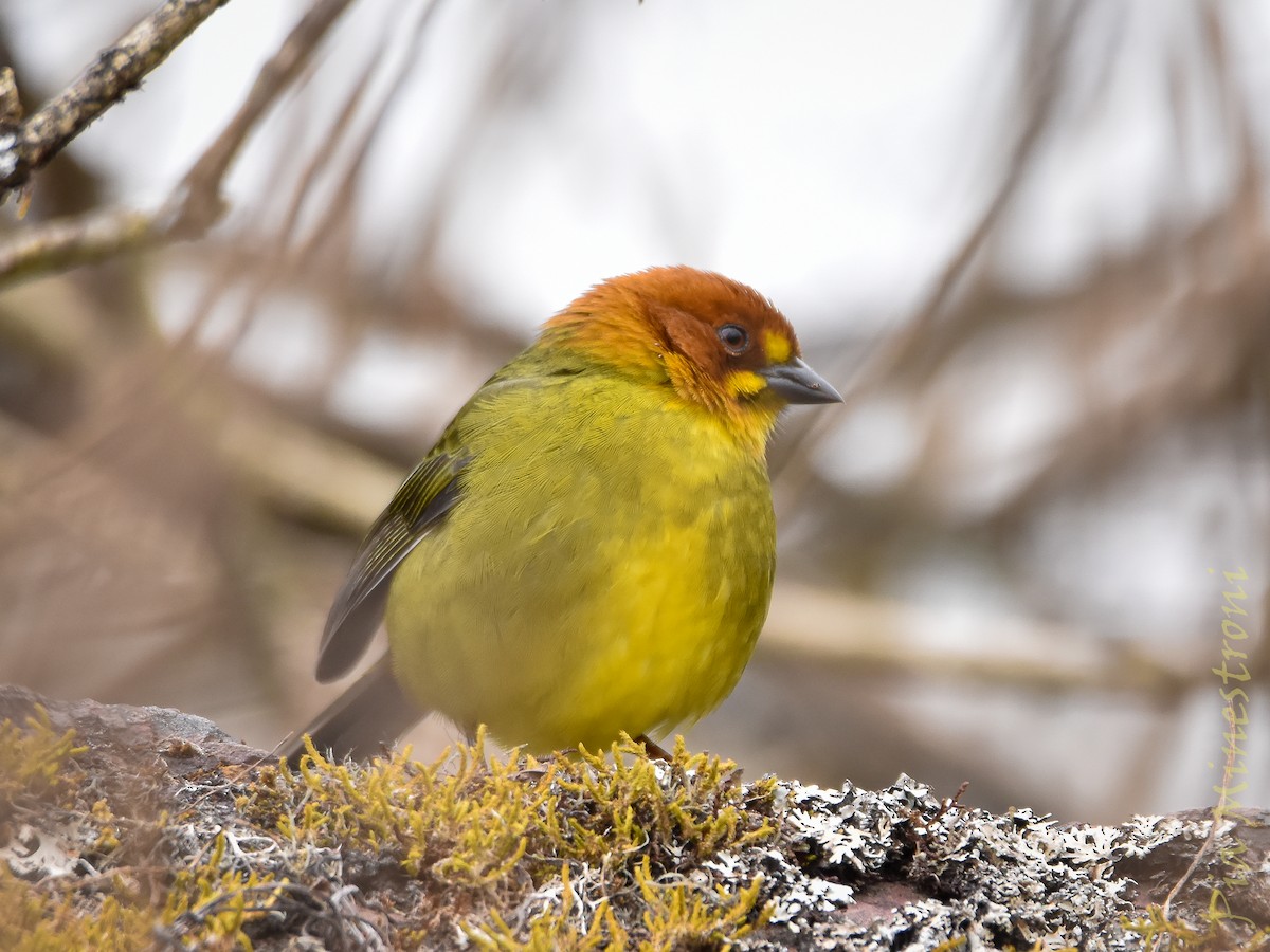 Fulvous-headed Brushfinch - ML639822825