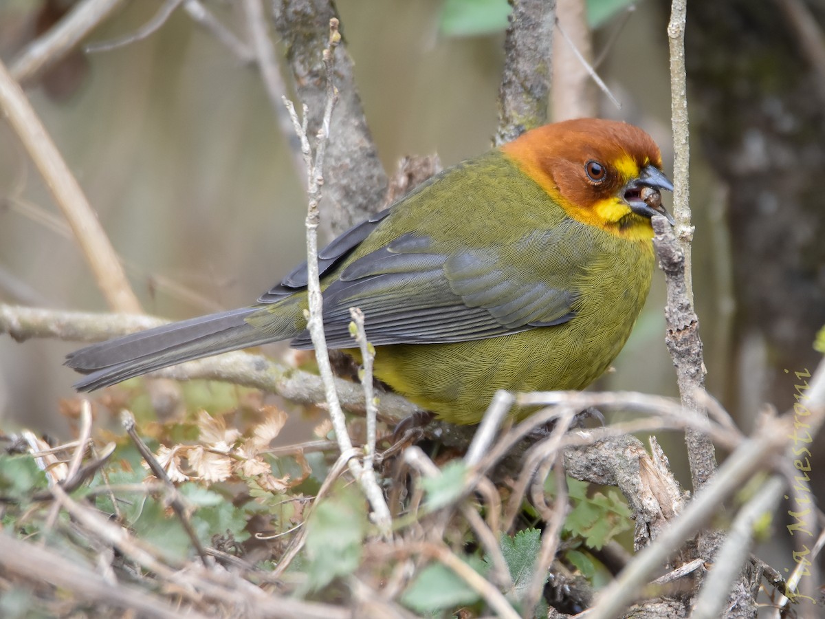 Fulvous-headed Brushfinch - ML639822827