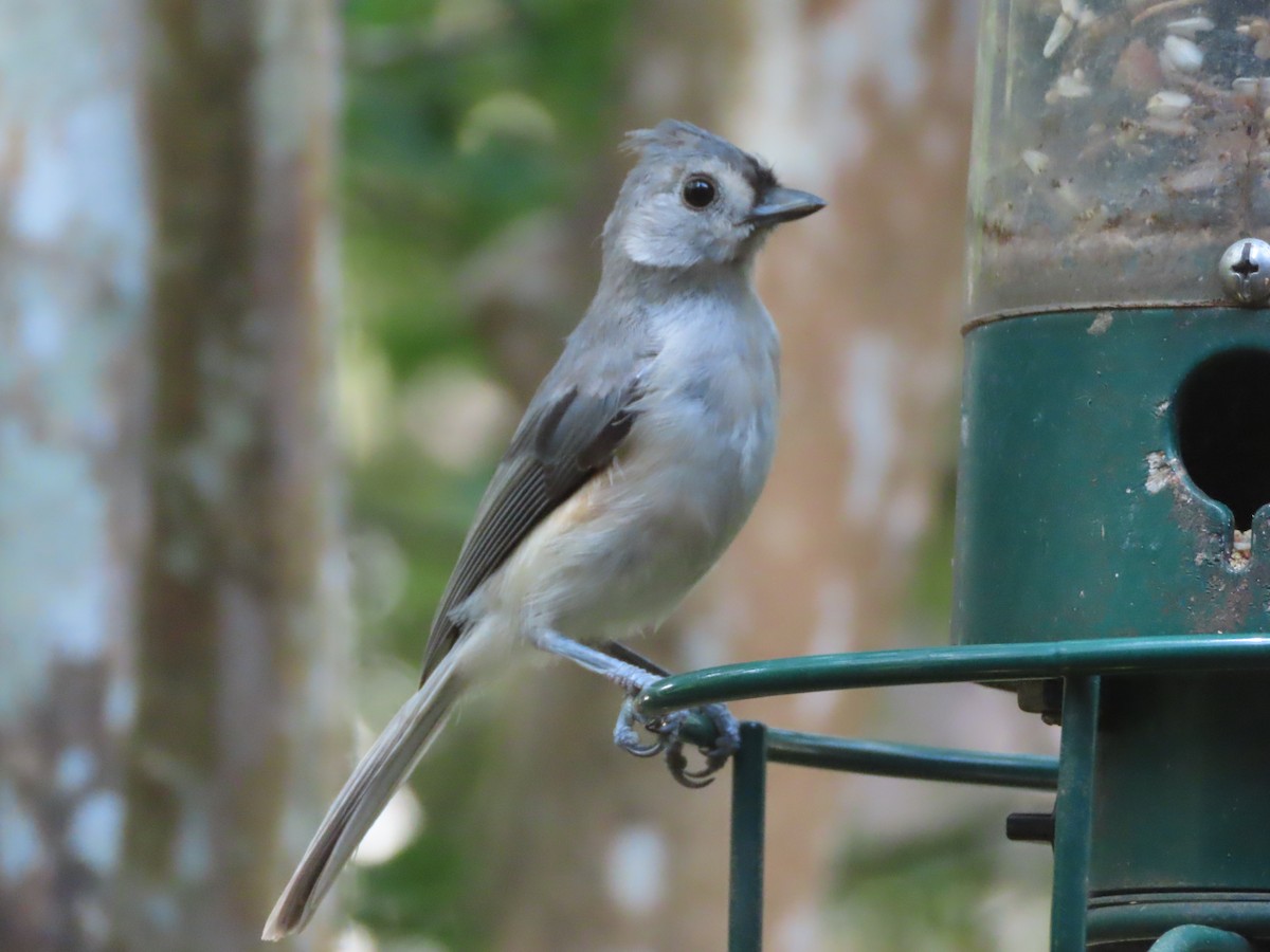 Tufted Titmouse - ML639822838