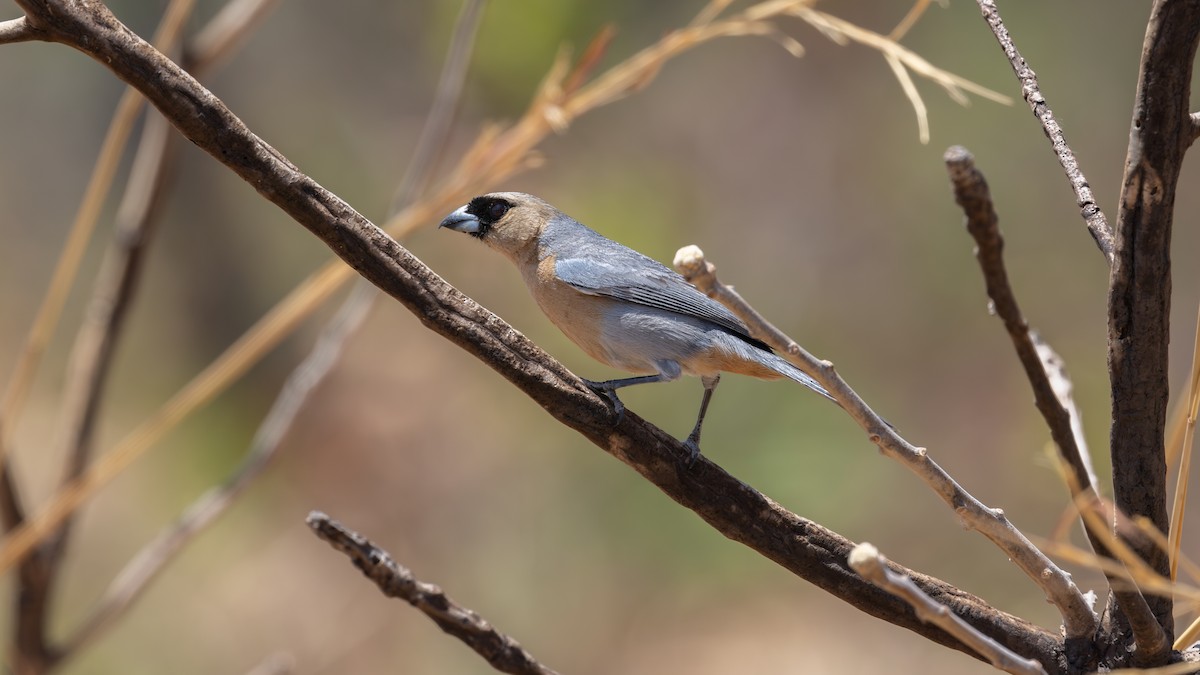 Cinnamon Tanager - ML639822917