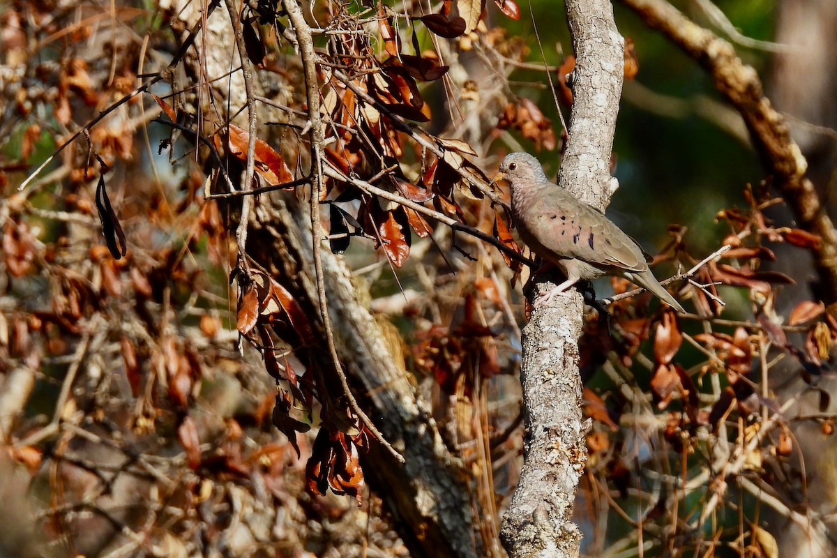 Common Ground Dove - ML639822919