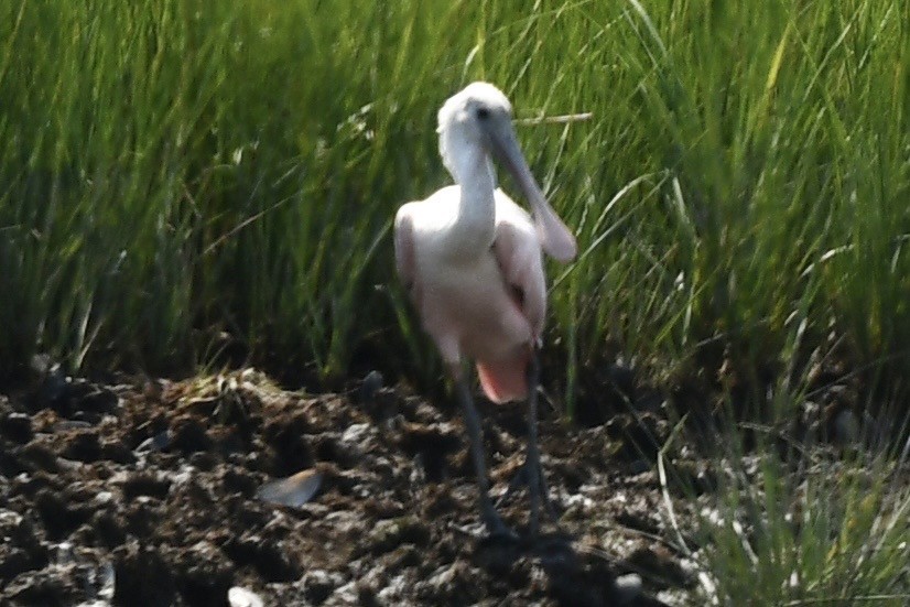 Roseate Spoonbill - ML639822922