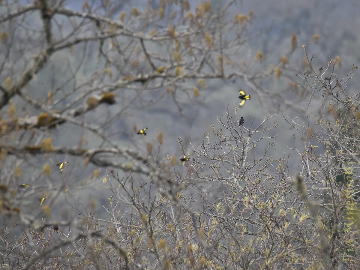 Black Siskin - ML639822928