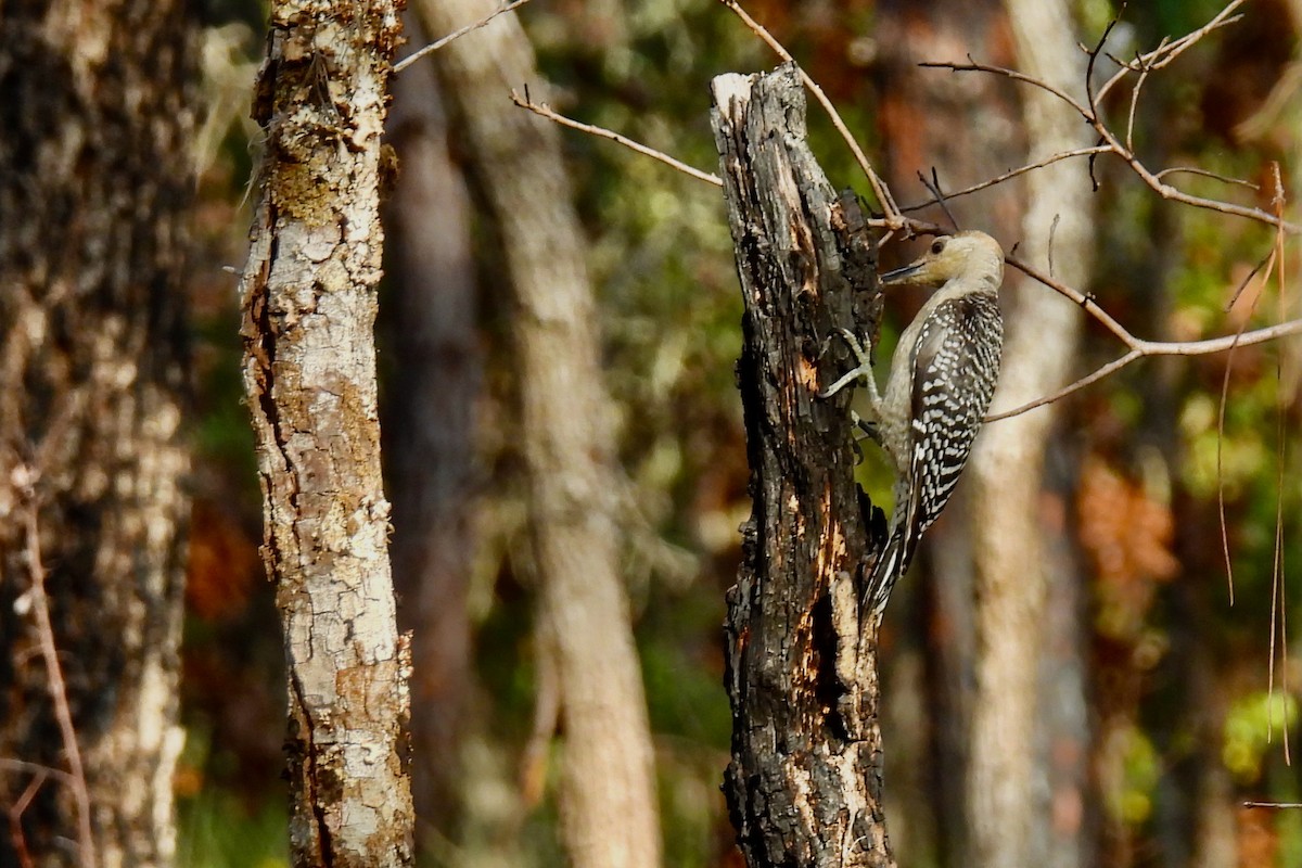 Red-bellied Woodpecker - ML639822949