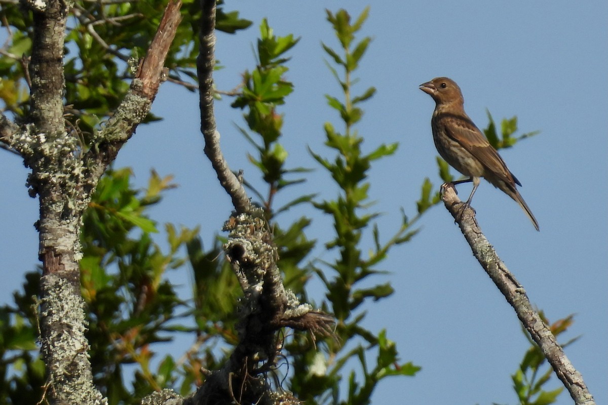 House Finch - ML639822977