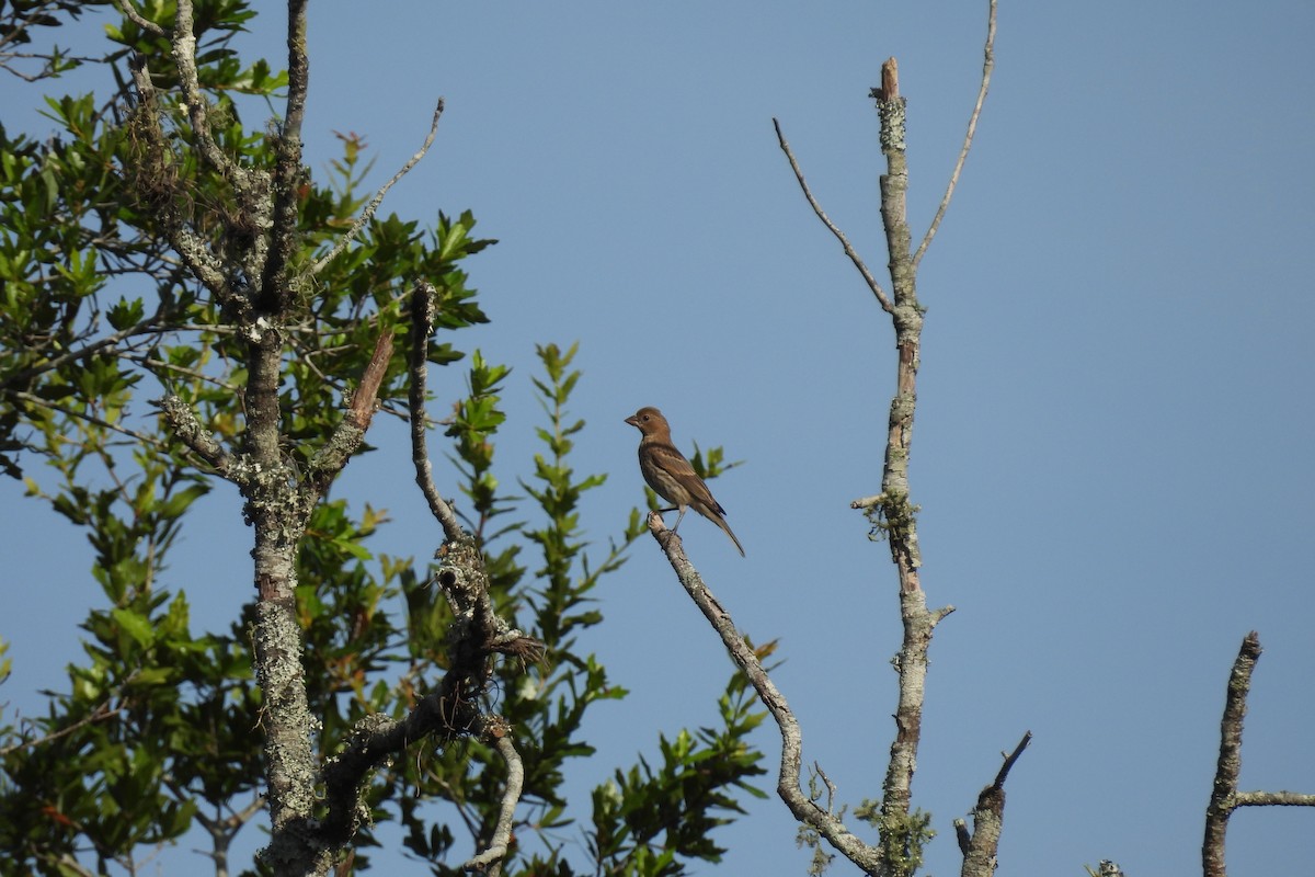 House Finch - ML639822978