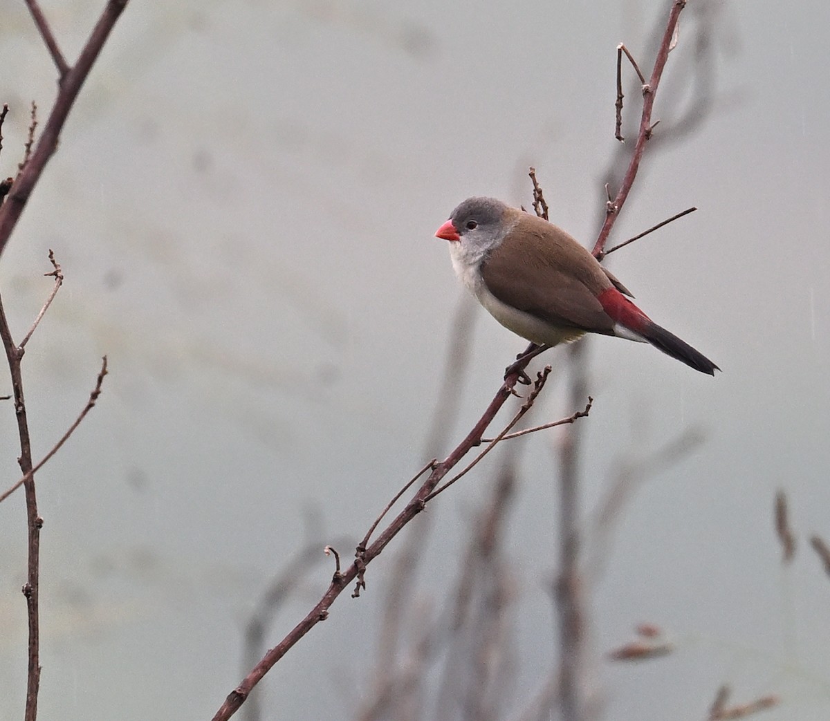 Fawn-breasted Waxbill - ML639823047