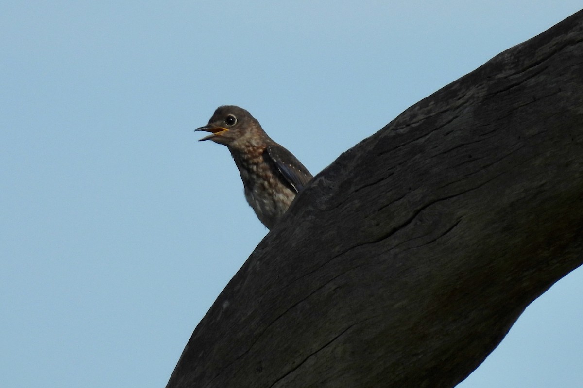Eastern Bluebird - ML639823095