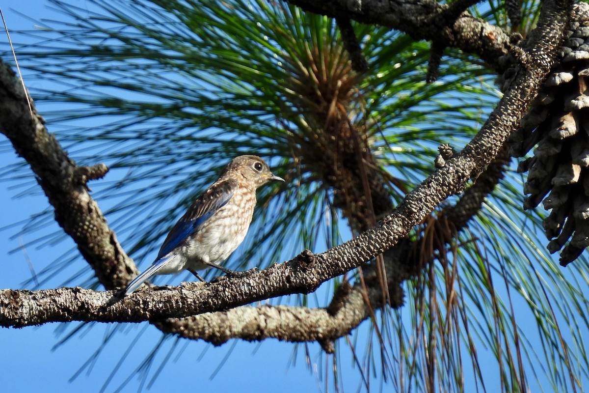 Eastern Bluebird - ML639823101