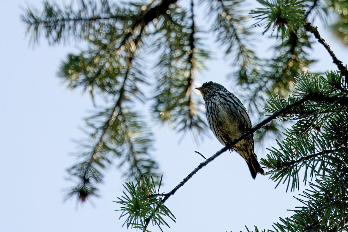 Pine Siskin - ML639823175
