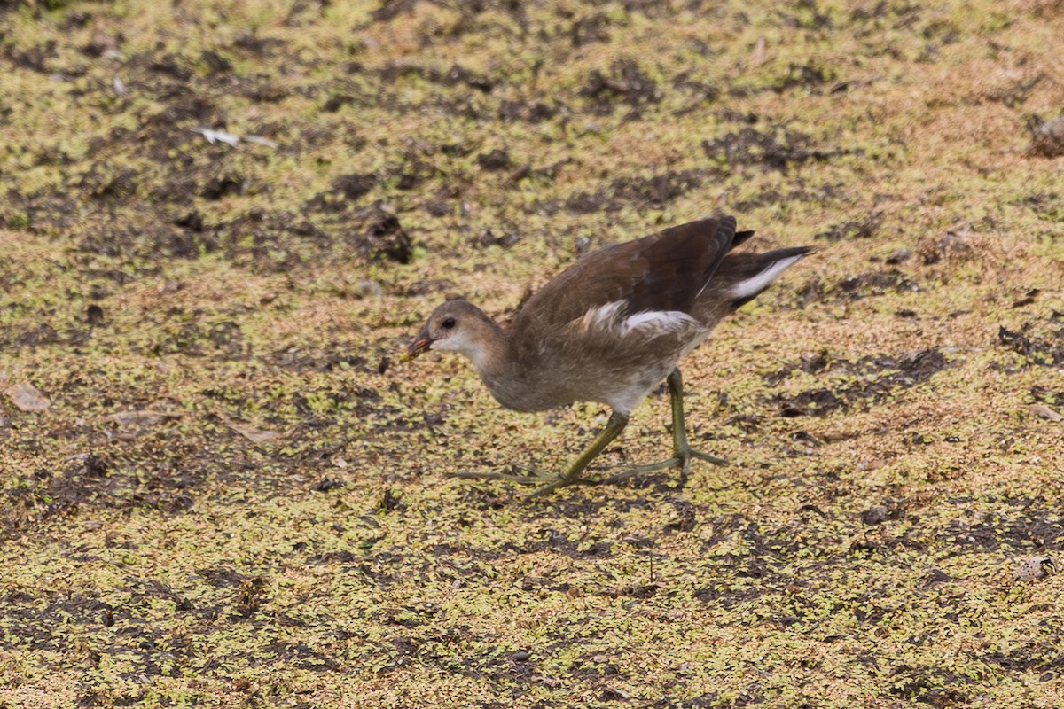 Common Gallinule - ML639823207