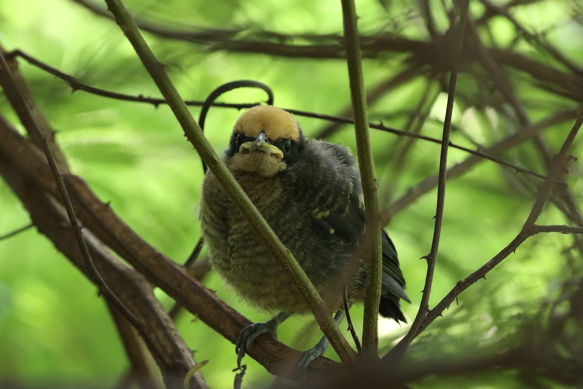 Yellow-crowned Gonolek - ML639823217