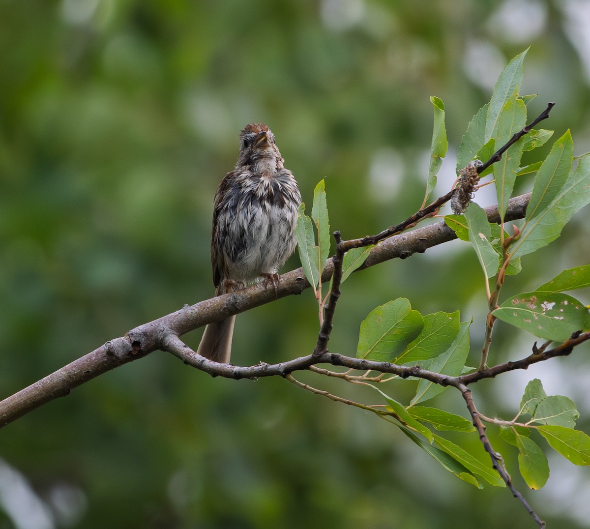 Song Sparrow - ML639823227