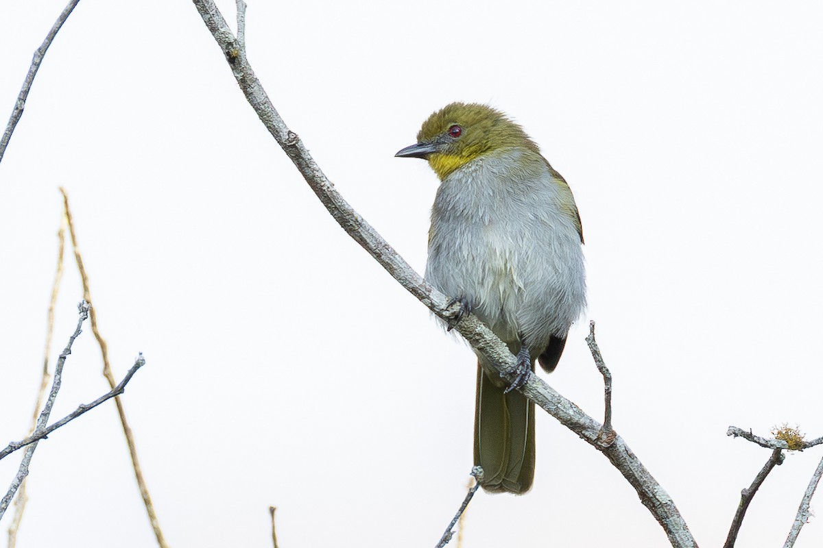 Yellow-necked Greenbul - ML639823316