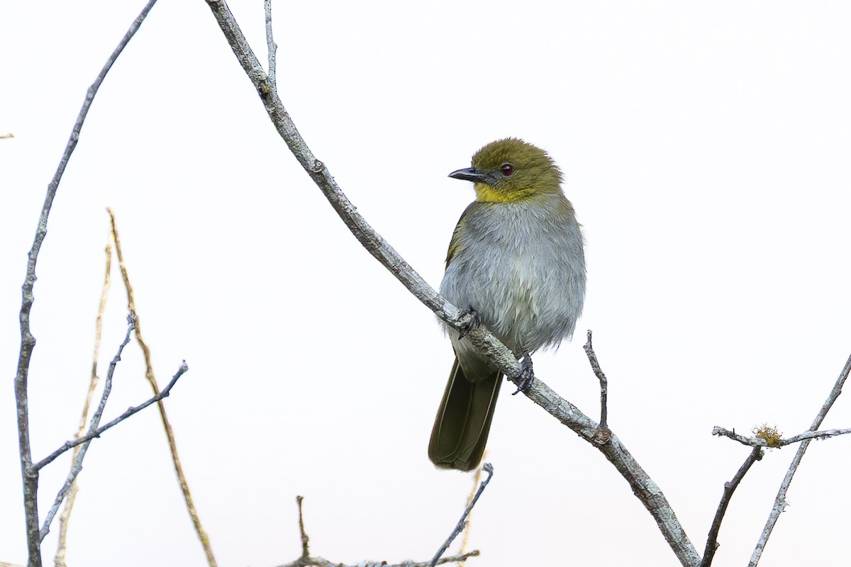 Yellow-necked Greenbul - ML639823341