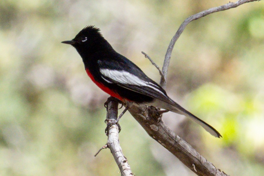 Painted Redstart - ML639823393