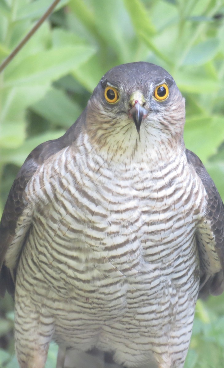 Eurasian Sparrowhawk - ML639823422