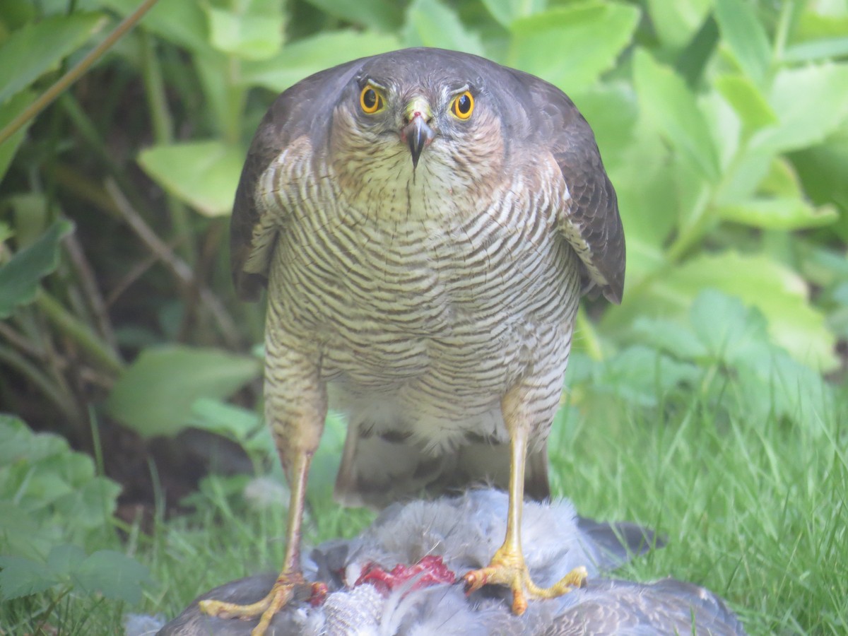 Eurasian Sparrowhawk - ML639823423