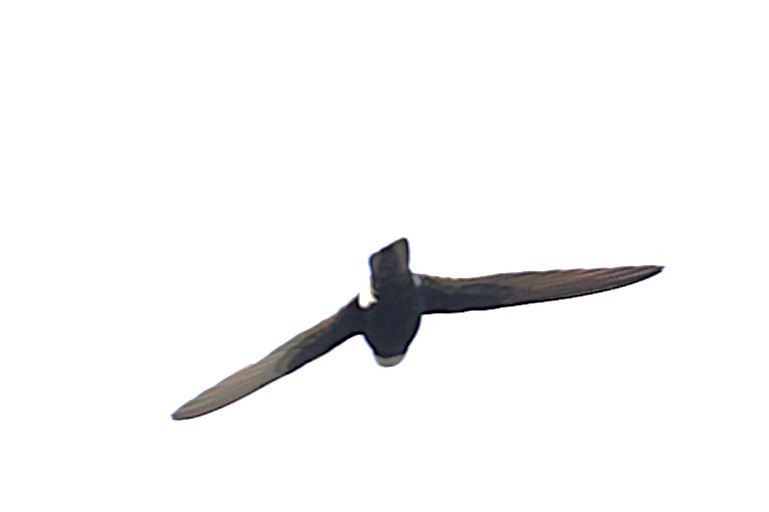 Little Swift (Indian) - ML639823440