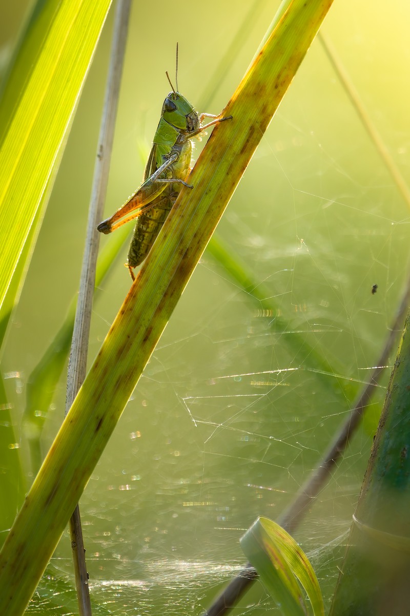 Common Green Grasshopper - ML639823442