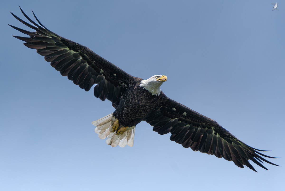 Bald Eagle - ML639823443