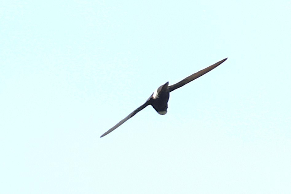 Little Swift (Indian) - ML639823459
