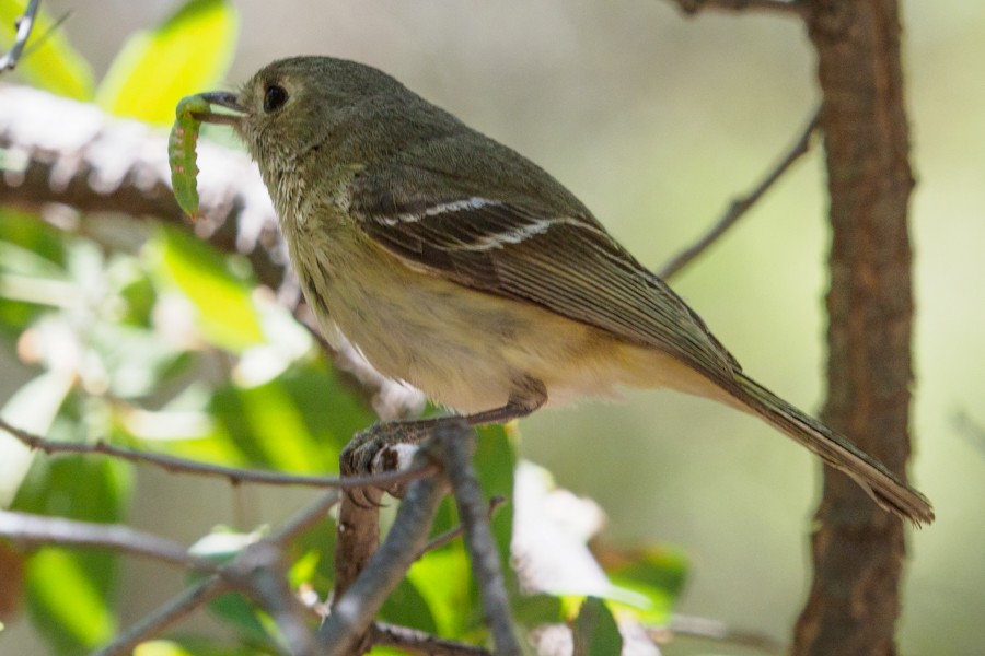 Hutton's Vireo - ML639823476