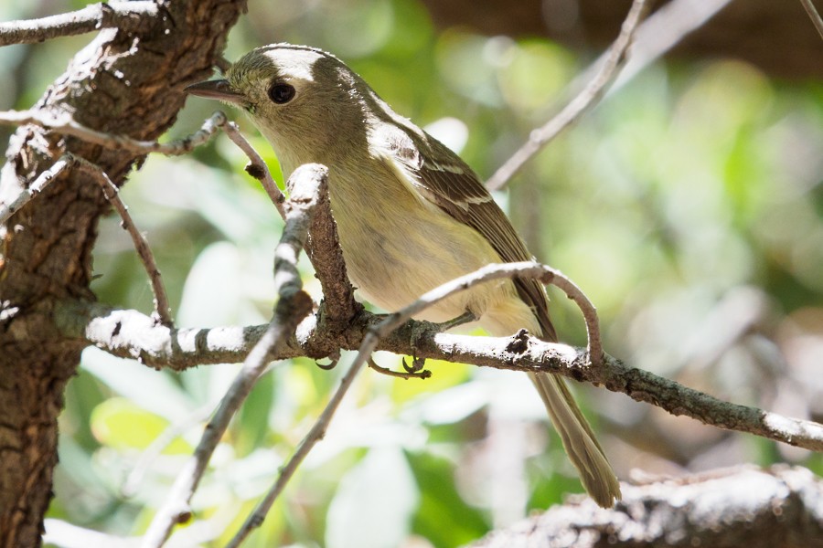 Hutton's Vireo - ML639823477