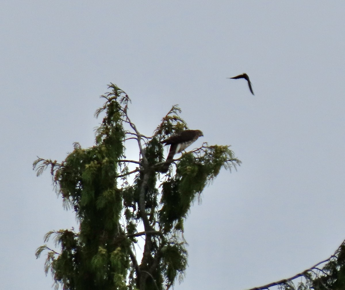 Cooper's Hawk - ML639823486