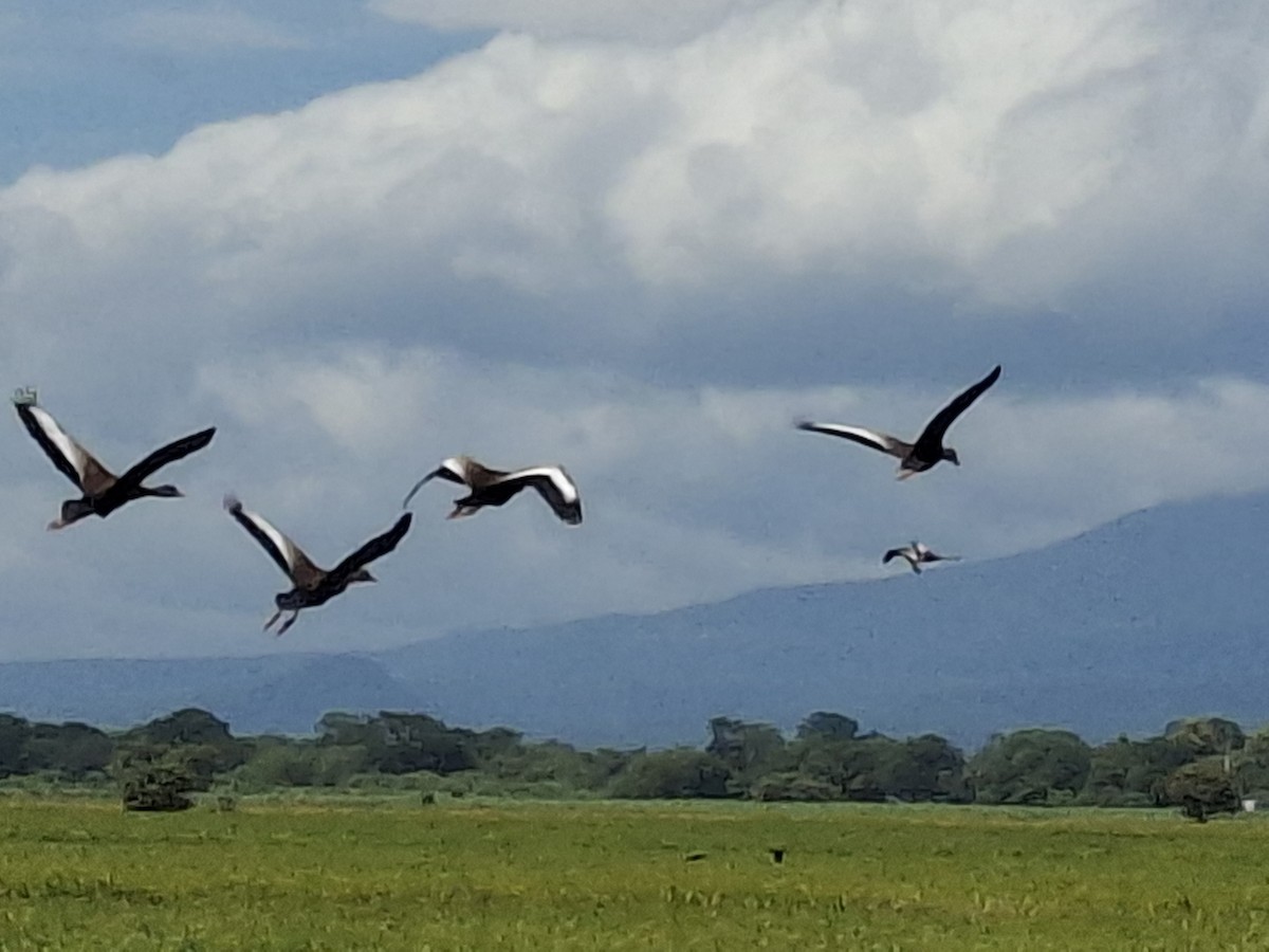 Black-bellied Whistling-Duck - ML639823499