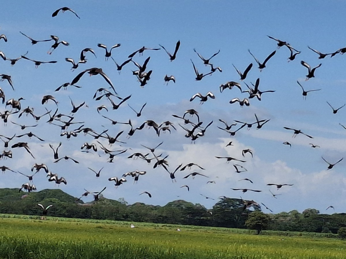 Black-bellied Whistling-Duck - ML639823500